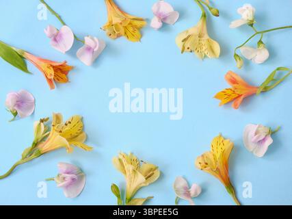 Pose plate de fleurs d'alstroemeria jaune et de pois doux lilas formant un cadre circulaire sur fond bleu avec espace de copie. Banque D'Images