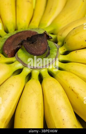 Gros plan sur un tas de mini bananes bébé. Banque D'Images
