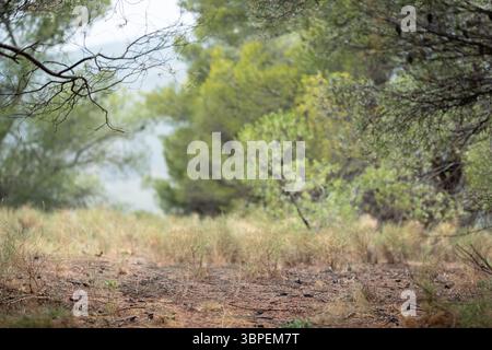 Mousse verte en gros plan, paysage forestier arrière-plan bleuté. Parc national de Sotchi, bosquet de buis. Banque D'Images