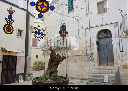 Altamura, Pouilles, Italie - 02 septembre 2024 - ruelle étroite avec de vieux oliviers et des décorations colorées dans le vieux centre-ville d'Altamura. Banque D'Images