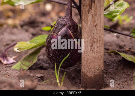 Aubergine de jardin biologique avec des gouttes de pluie fraîches sur la surface, soutenue par un pieu en bois dans un environnement de sol sain Banque D'Images