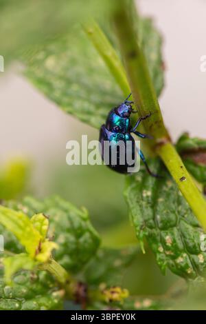 Gros plan du coléoptère à la menthe brillant sur Mint Leaf – insecte coloré avec exosquelette métallique dans la verdure Banque D'Images