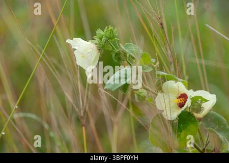 Fleur d'hibiscus jaune sauvage fleurissant dans les hautes herbes après la pluie, avec des pétales délicats et un centre marron profond Banque D'Images