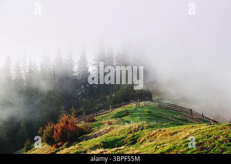 Les collines couvertes de brouillard du matin avec des sapins. Scène magnifique et spectaculaire. Carpates emplacement, l'Ukraine, l'Europe. Filtre de traitement croisé, rétro et vintage Banque D'Images