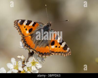 Petit écaille de tortue, Aglais urticae, Nymphalis urticae, papillon, papillons tah, animaux, insectes, papillons, assis sur des fleurs d'arbres fruitiers, Banque D'Images