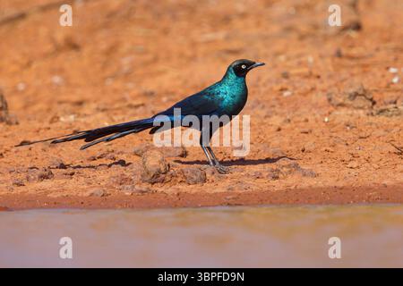 Starling brillant à longue queue, Lamprotornis caudatus Starling brillant, animaux, oiseaux, Afrique, étourneaux brillants, Banque D'Images