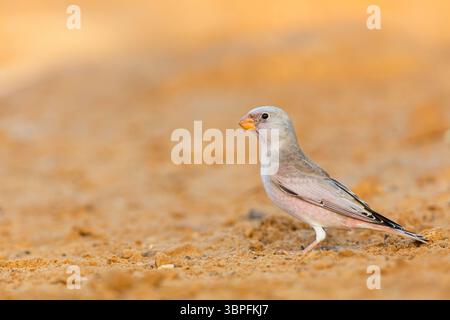 Desert Finch, famille Finch, Finch, Trumpeter Finch, Rhodopechys githaginea, Roselin githagine, Bouvreuil githagine, Camachuelo Trompetero Banque D'Images