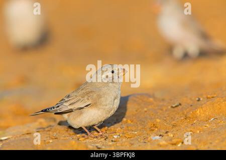 Desert Finch, famille Finch, Finch, Trumpeter Finch, Rhodopechys githaginea, Roselin githagine, Bouvreuil githagine, Camachuelo Trompetero Banque D'Images