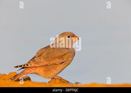 Desert Finch, famille Finch, Finch, Trumpeter Finch, Rhodopechys githaginea, Roselin githagine, Bouvreuil githagine, Camachuelo Trompetero Banque D'Images