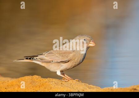 Desert Finch, famille Finch, Finch, Trumpeter Finch, Rhodopechys githaginea, Roselin githagine, Bouvreuil githagine, Camachuelo Trompetero Banque D'Images