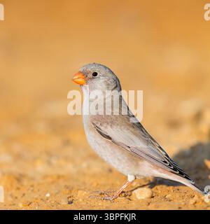 Desert Finch, famille Finch, Finch, Trumpeter Finch, Rhodopechys githaginea, Roselin githagine, Bouvreuil githagine, Camachuelo Trompetero Banque D'Images