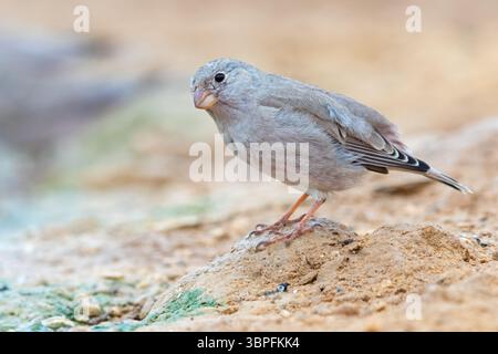 Desert Finch, famille Finch, Finch, Trumpeter Finch, Rhodopechys githaginea, Roselin githagine, Bouvreuil githagine, Camachuelo Trompetero Banque D'Images