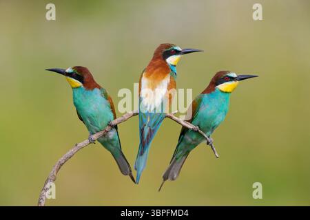 Bee-Eater, Merops apiaster, animaux, oiseaux, famille de rouleaux, trois animaux sur perche, Banque D'Images
