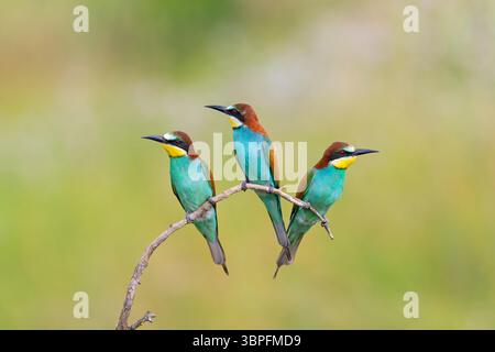 Bee-Eater, Merops apiaster, animaux, oiseaux, famille de rouleaux, trois animaux sur perche, Banque D'Images