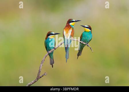 Bee-Eater, Merops apiaster, animaux, oiseaux, famille de rouleaux, trois animaux sur perche, Banque D'Images
