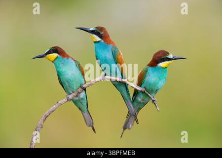 Bee-Eater, Merops apiaster, animaux, oiseaux, famille de rouleaux, trois animaux sur perche, Banque D'Images