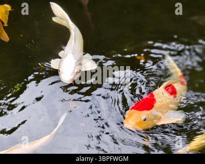 Poisson Koi ornemental coloré nageant dans un étang de jardin Banque D'Images