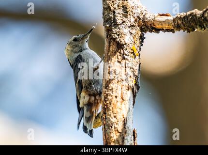 Nuthatch à poitrine blanche (Sitta carolinensis) qui se nourrit d'un arbre. Californie, États-Unis. Banque D'Images