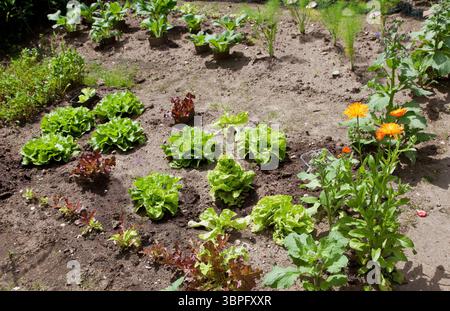 Pays-Bas. Laitue poussant dans un jardin domestique Banque D'Images
