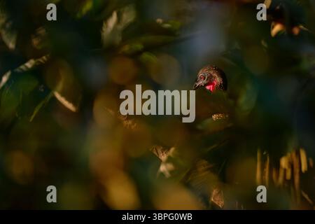 Trouvez l'oiseau dans la végétation de la jungle. Crête Guan Penelope purpurascens, dans la nature tropicale, la faune nocturne. Oiseau assis sur la branche, tropique w Banque D'Images