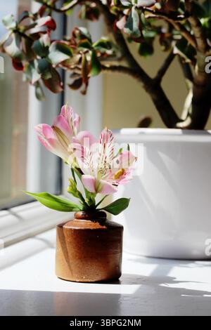 Une coupe d'alstroemeria 'Summer Break' dans un petit pot en grès (encrier antique) avec une crassula ovata undulata (plante de jade bouclée) en arrière-plan Banque D'Images