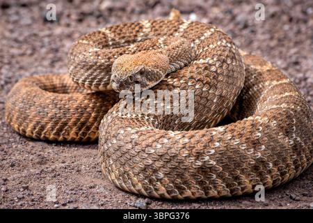 Serpent à sonnette (Crotalus atrox) de l'Ouest enroulé en posture défensive, photographié dans le désert du Nouveau-Mexique. Banque D'Images