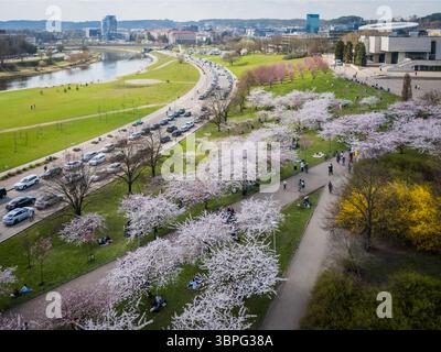 Vue aérienne des cerisiers en fleurs peignent le paysage avec des roses et des blancs délicats, tandis que les gens se promènent le long des chemins sinueux près de la rivière, Vilnius, comté de Vilnius, Lituanie. Banque D'Images