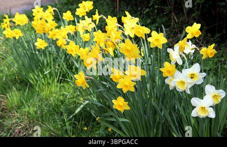 Narcisse de jonquille 'jaune trompette' et 'Topolino' groupes naturalisés fleurissant au printemps Banque D'Images