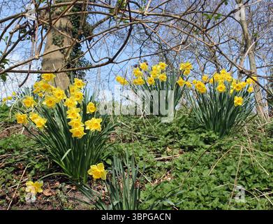 Jonquilles narcisses 'jaune trompette' groupes naturalisés poussant dans les bois Banque D'Images