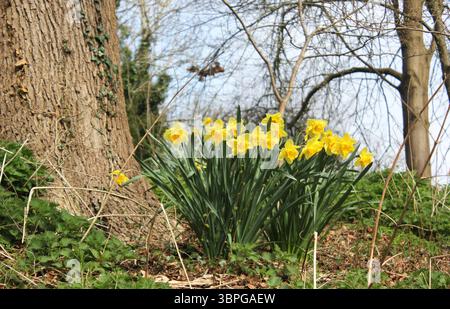 Jonquilles narcisses 'jaune trompette' groupes naturalisés poussant dans les bois Banque D'Images