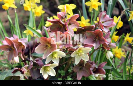 Plante hellebore au soleil de printemps Banque D'Images