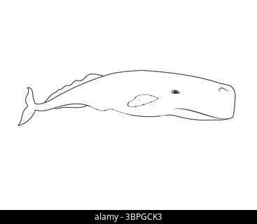 Cachalot de contour dessiné à la main plat de vecteur isolé sur fond blanc Illustration de Vecteur