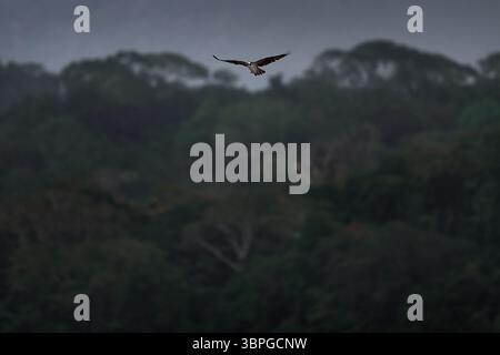 Paysage d'oiseaux, forêt tropicale. Balbuzard volant, scène d'action avec oiseau, habitat aquatique naturel. Chasse au Osprey dans l'eau. Oiseau blanc de proie combattant w Banque D'Images