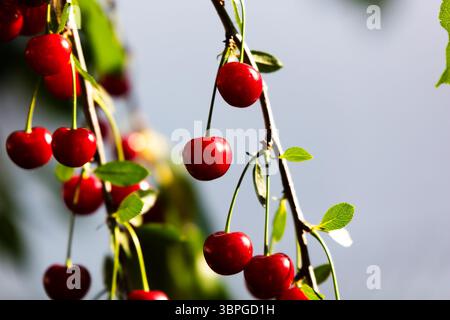 Cerises et cerises aigres. Fruits et légumes. Usine et usines. Arbre et arbres. Photographie de la nature. Banque D'Images