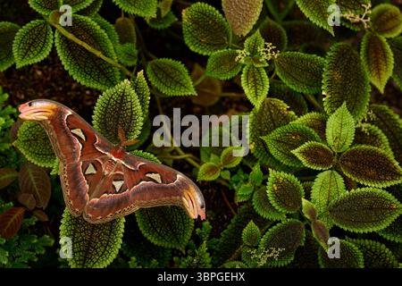 Grand papillon dans la forêt tropicale, Inde faune. Bel insecte dans la végétation Gree Joggle. Atlas géant Moth-Aka, habitat de l'atlas Attacus. Papillon sitt Banque D'Images