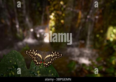 Queue d'araignée d'agrumes ou papillon de Noël, insecte Papilio demodocus sur feuille verte près de la cascade, Afrique du Sud, Botswana Wildlife. Butterf tropique Banque D'Images