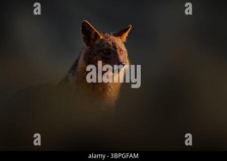 Bulgarie faune. Chacal doré, Canis aureus, scène de nourrissage sur roche de pierre, Rhodopes orientaux. Scène de comportement de chien sauvage dans la nature. Animal de montagne dans Banque D'Images