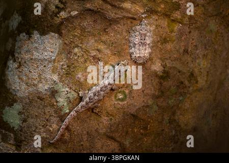Lygodactylus gecko avec prier tribus Flatoidini, Madagascar faune. Gecko sur le tronc d'arbre avec papillon de nuit dans la nature de la forêt. Insecte africain sauvage Banque D'Images