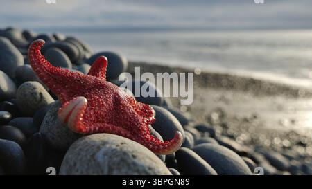 étoile de mer rouge épineuse sur la plage de galets pendant le coucher du soleil et les petites vagues Banque D'Images