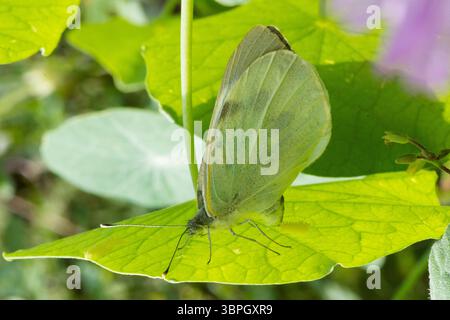 Pieris brassicae, grand papillon blanc pondant des œufs sur la face inférieure d'une feuille de nasturtium, papillon blanc de chou Banque D'Images