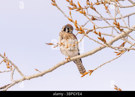 Un oiseau femelle crérel américain regardant tranquillement le spectateur, montrant ses plumes de tête colorées tandis qu'elle est perchée sur la branche d'un arbre printanier en herbe. Banque D'Images