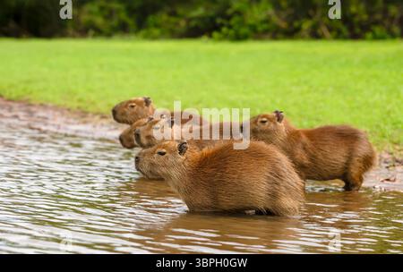 Gros plan du groupe Capybara debout sur une rive de rivière au Pantanal, Brésil Banque D'Images