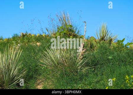 Une libellule se trouve au sommet de la tige d'une plante de Yucca sur une colline, entourée d'une végétation naturelle comprenant des cactus dans la partie semi-aride du Colorado. Banque D'Images