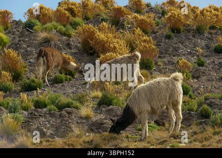 Trois lamas paissent sur une pente couverte d'herbe dans les Andes boliviennes Banque D'Images