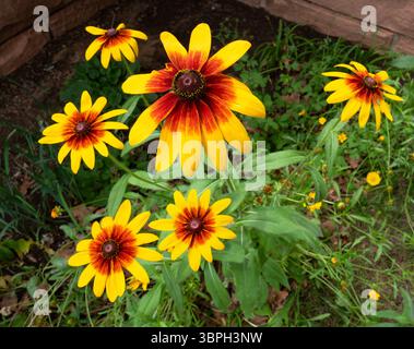 Rudbeckia Denver Daisy, une variété colorée de Rudbeckia hirta avec des pétales jaune vif et un centre rouge, fleurissant dans un jardin informel impromptu. Banque D'Images