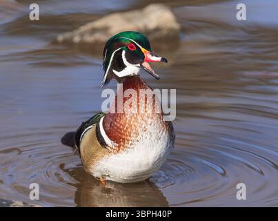 Un drake de canard en bois avec un bec ouvert, vocalisant près du rivage. Banque D'Images