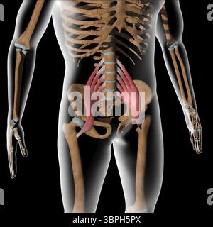 Cette illustration 3d montre les muscles principaux du psoas sur le corps de radiographie Banque D'Images
