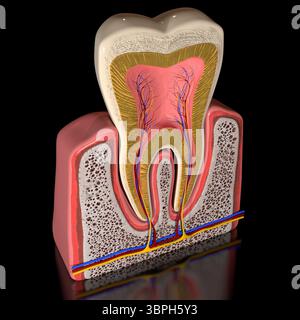 Il s'agit d'une illustration 3d de l'anatomie en coupe transversale de la dent humaine vue de côté avec toutes ses parties visibles Banque D'Images