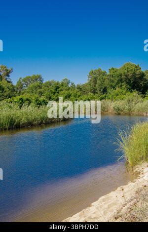 Une rivière tranquille coule doucement à travers une végétation verdoyante, reflétant le ciel bleu vif. La lumière du soleil illumine la scène, mettant en valeur l'être naturel Banque D'Images