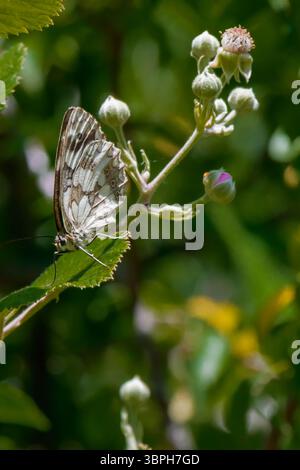 Un papillon repose sur une feuille verte, entouré de fleurs en herbe dans un jardin luxuriant. La lumière du soleil filtre à travers les feuilles, créant une atmosphère tranquille Banque D'Images